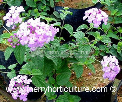 Lantana montevidensis